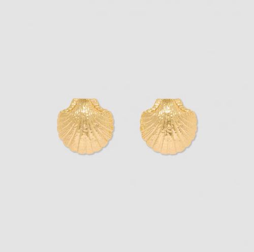 Shell Earrings